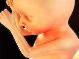 human fetus