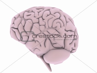 human brain perspective