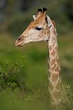Giraffe portrait 