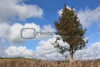 Holly Tree in Winter