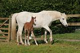 White Horse and Foal
