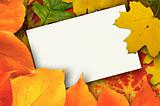 Blank card surrounded by beautiful autumn leaves