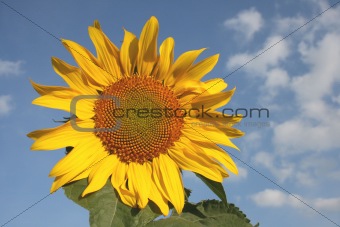 Big Yellow Sunflower