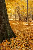 Autumn path through trees