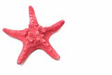 Red sea stars on a white background
