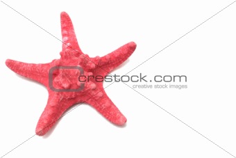 Red sea stars on a white background