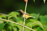 male olive-backed sunbird