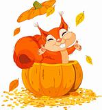 Squirrel in pumpkin