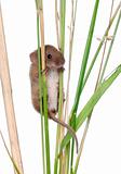 Harvest Mouse climbing on blade of grass in front of white background