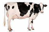 Holstein cow, 5 years old, standing in front of white background