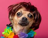 Close-up of Chihuahua wearing wig and colorful lei, 12 months old, in front of pink background