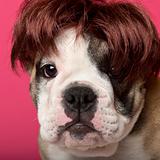 Close-up of English Bulldog puppy wearing a wig, 11 weeks old, in front of pink background
