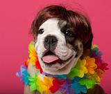 Close-up of English Bulldog puppy wearing a wig and colorful lei, 11 weeks old, in front of pink background