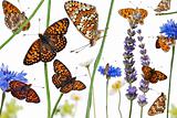 Pastoral composition of Knapweed Fritillary, Melitaea phoebe, on flowers in front of white background