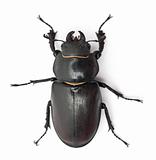Female Lucanus cervus, the best-known species of stag beetle, in front of white background