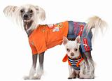 Dressed Chihuahua and Chinese Crested dog in front of white background