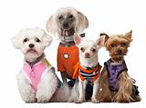 Group of dressed dogs in front of white background