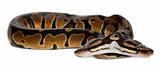 Two headed Royal Python or Ball Python, Python Regius, 1 year old, in front of white background
