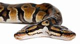 Close-up of Two headed Royal Python or Ball Python, Python Regius, 1 year old, in front of white background