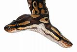 Close-up of Two headed Royal Python or Ball Python, Python Regius, 1 year old, in front of white background