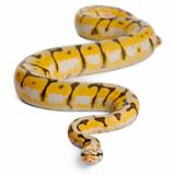 Female Killerbee Royal python, ball python, Python regius, 1 year old, in front of white background