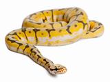 Female Killerbee Royal python, ball python, Python regius, 1 year old, in front of white background