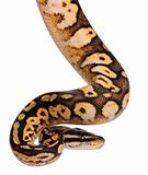 Male Pastel calico Python, Royal python or ball python, Python regius, 11 months old, in front of white background