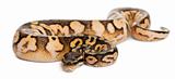 Male Pastel calico Python, Royal python or ball python, Python regius, 11 months old, in front of white background