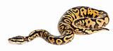 Female Pastel calico Python, Royal python or ball python, Python regius, in front of white background