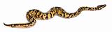 Female Pastel calico Python, Royal python or ball python, Python regius, in front of white background