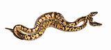 Male and female Pastel calico Royal Python, ball python, Python regius, in front of white background