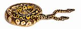 Male and female Pastel calico Royal Python, ball python, Python regius, in front of white background