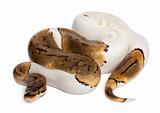 Female Pinstripe Pied Royal python, ball python, Python regius, 14 months old, in front of white background