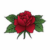 beautiful red rose isolated