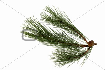Branch of the pine, isolated on a white background