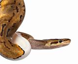Close-up of Female Pinstripe Pied Royal python, ball python, Python regius, 14 months old, in front of white background