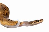 Close-up of Female Pinstripe Pied Royal python, ball python, Python regius, 14 months old, in front of white background