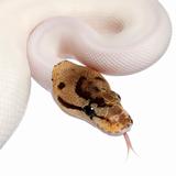 Close-up of Female Pied Spider Royal python, ball python, Python regius, 18 months old, in front of white background
