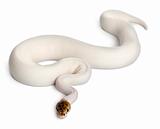 Female Pied Spider Royal python, ball python, Python regius, 18 months old, in front of white background
