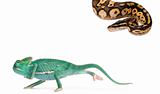 Young veiled chameleon, Chamaeleo calyptratus, running from a Male Pastel calico Royal python, Python regius, 11 months old, in front of white background