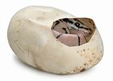 Royal Python in his egg, ball python, Python regius, in front of white background