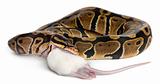 Python Royal python eating a mouse, ball python, Python regius, in front of white background