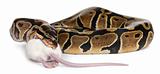 Python Royal python eating a mouse, ball python, Python regius, in front of white background