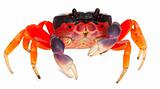 Red land crab, Gecarcinus quadratus, in front of white background