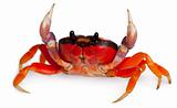 Red land crab, Gecarcinus quadratus, in front of white background