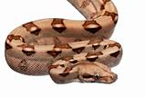 Salmon Boa constrictor, Boa constrictor, 2 months old, in front of white background
