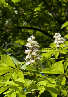 chestnut blossoms vertical