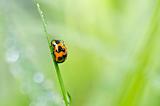 ladybug in green nature