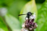 Black wasp in green nature or in garden