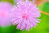 Sensitive plant - Mimosa pudica  in green nature